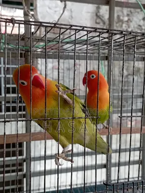 লাভ বার্ড গ্রিন ফিশার