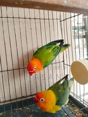লাভ বার্ড গ্রিন ফিশার
