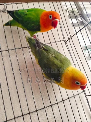 লাভ বার্ড গ্রিন ফিশার