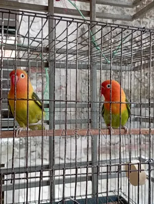 লাভ বার্ড গ্রিন ফিশার