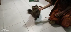 6-12 months Female Purebred Persian