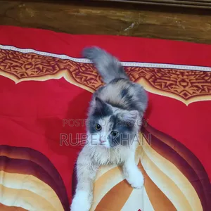 ৩-৬ মাস বয়সী স্ত্রী খাঁটি পার্সিয়ান
