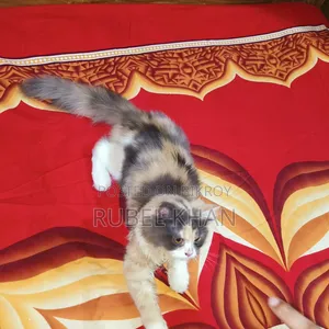 ৩-৬ মাস বয়সী স্ত্রী খাঁটি পার্সিয়ান
