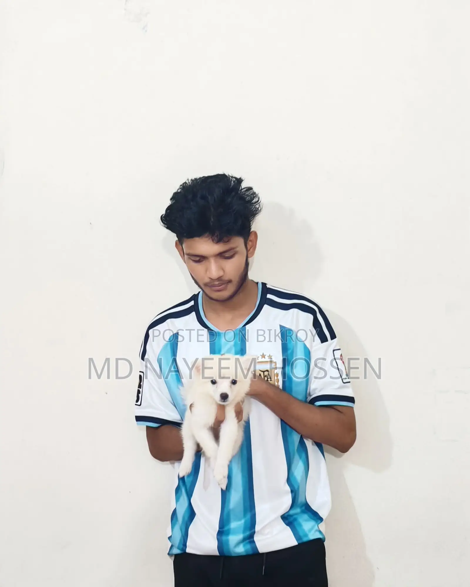 ১-৩ মাস বয়সী স্ত্রী খাঁটি জাপানি স্পিটজ
