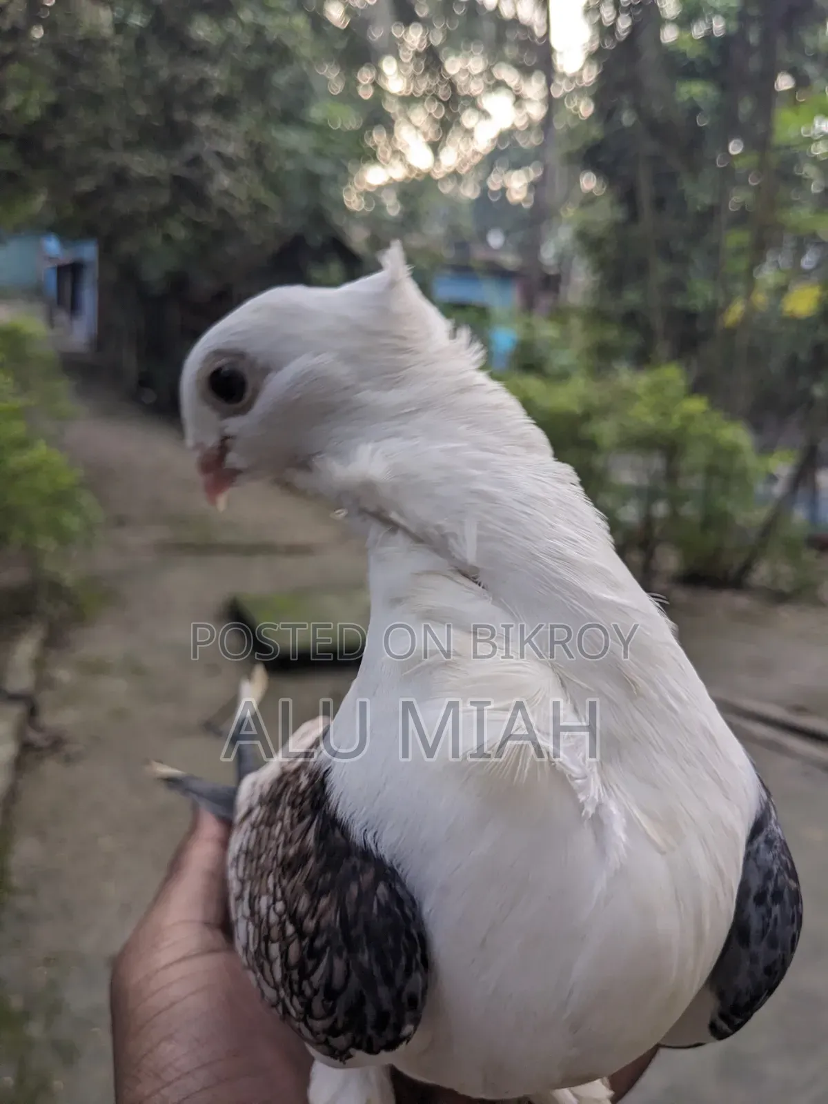 শার্টিন কবুতর(নর)