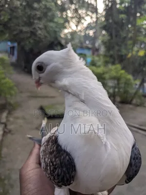 শার্টিন কবুতর(নর)