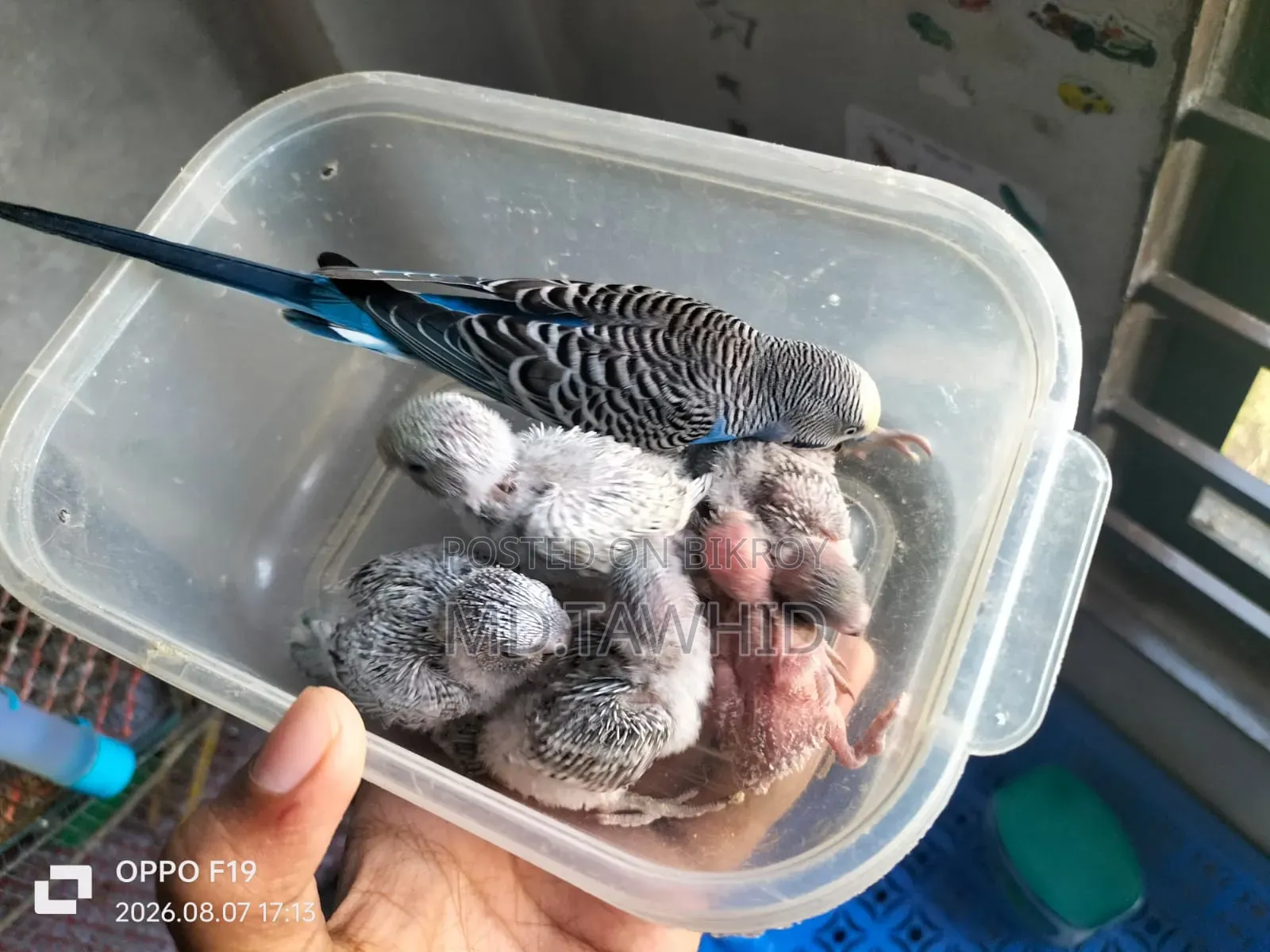 Hand-Feeding Baby Budgie —