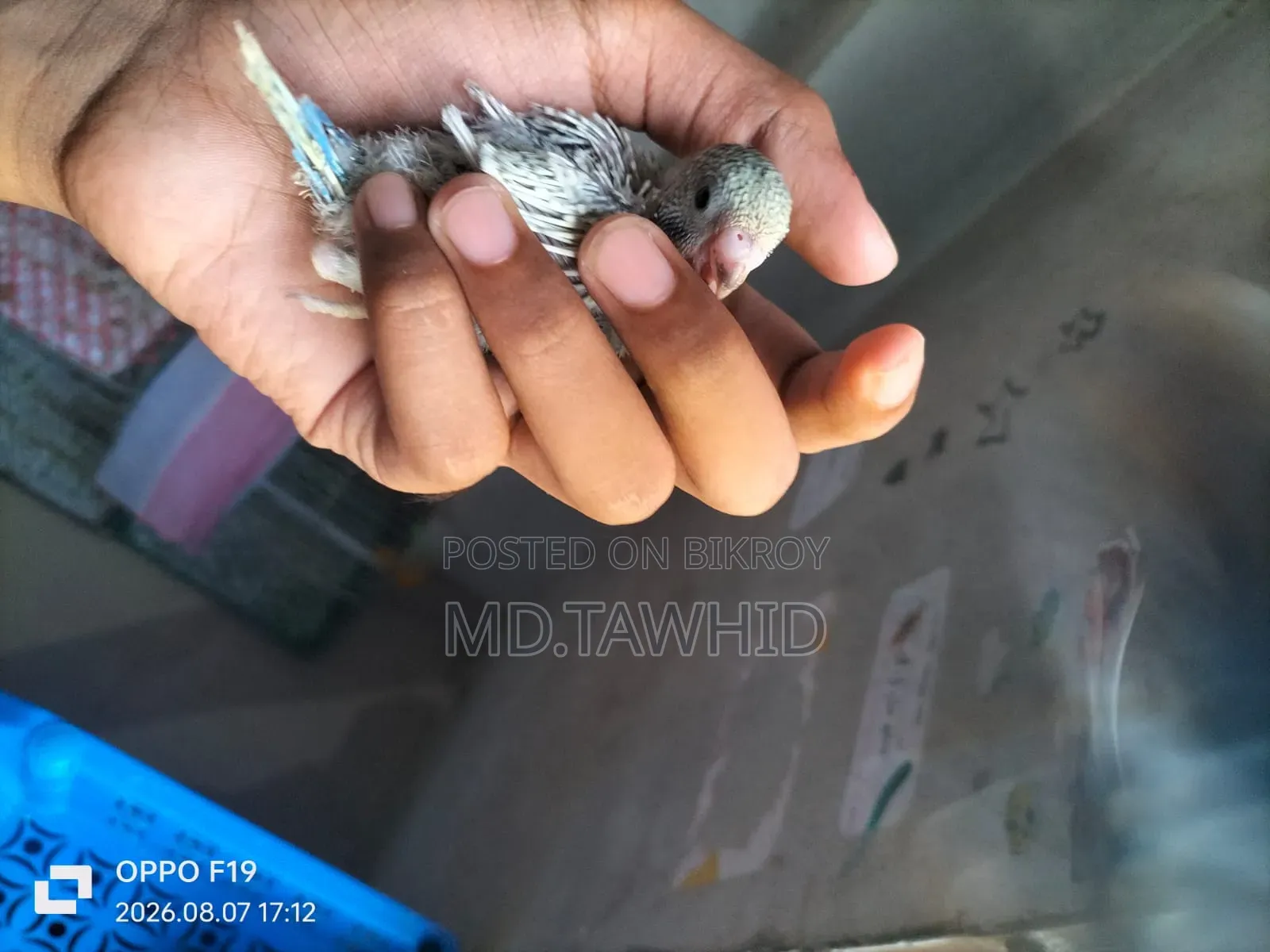 Hand-Feeding Baby Budgie —