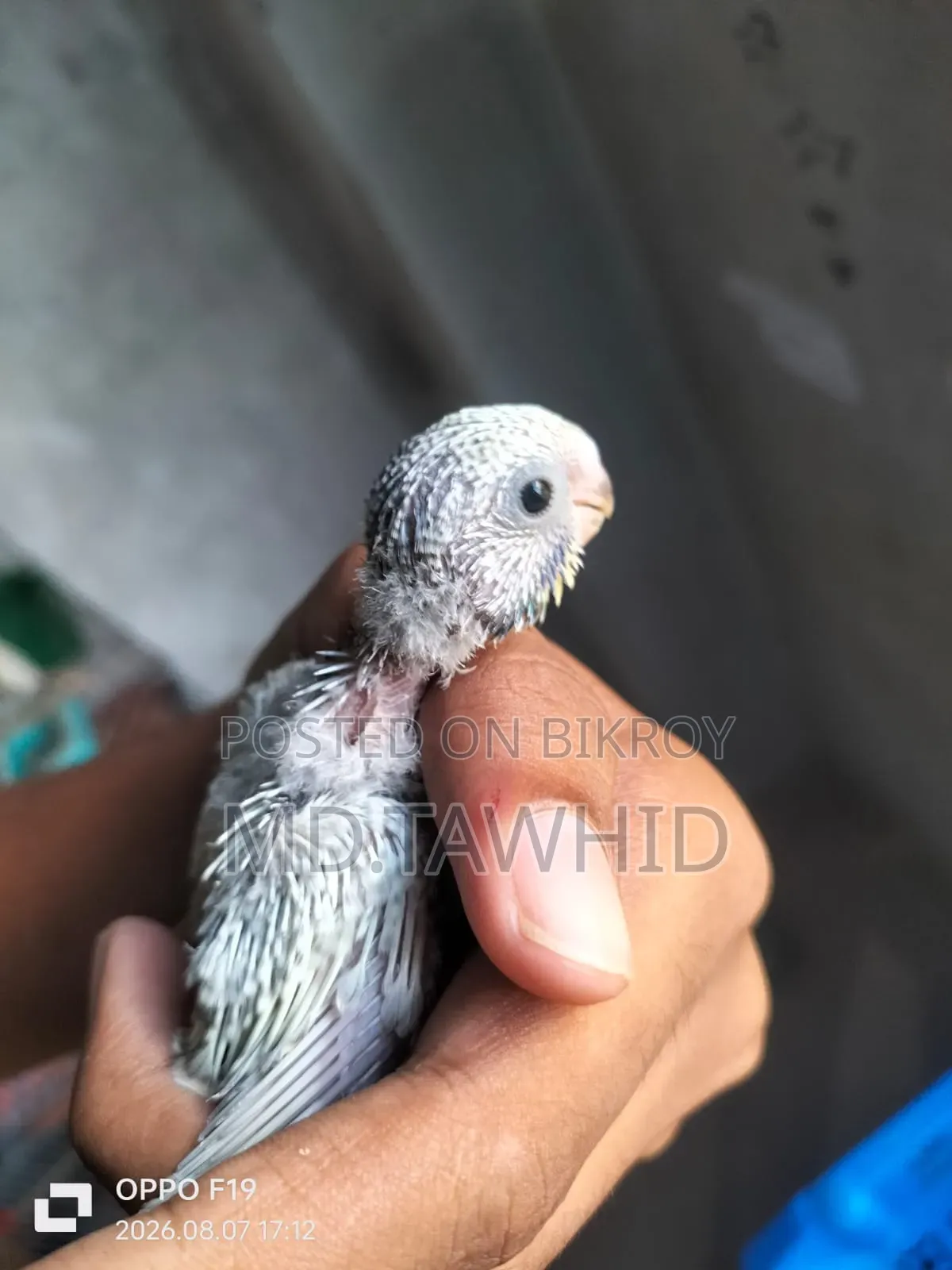 Hand-Feeding Baby Budgie —