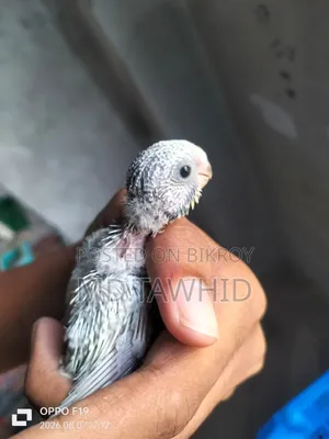 Hand-Feeding Baby Budgie —
