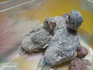 Hand-Feeding Baby Budgie —