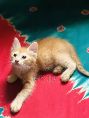 1-3 Months Male Mixed Breed Persian