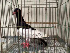 Magpie Female