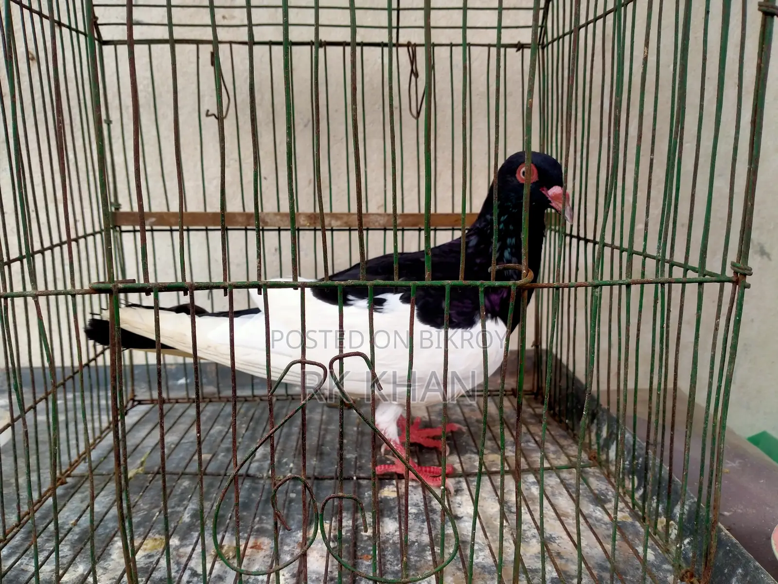 দোয়েল পাখি মাদি