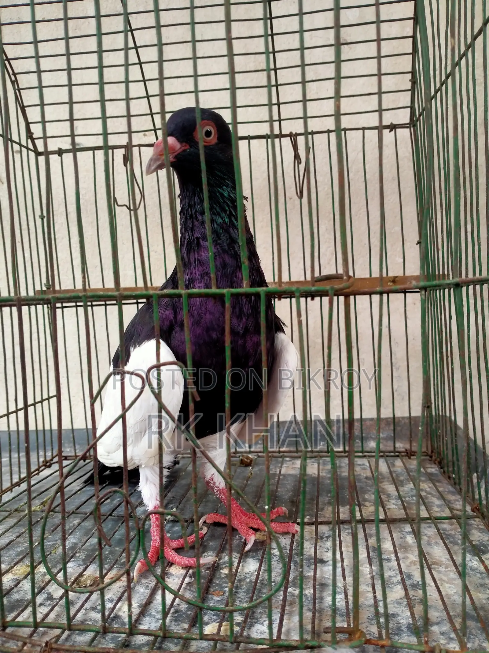 দোয়েল পাখি মাদি