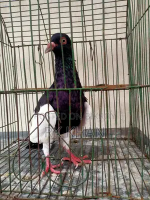 দোয়েল পাখি মাদি