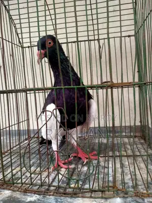 দোয়েল পাখি মাদি