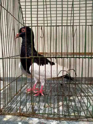 দোয়েল পাখি মাদি
