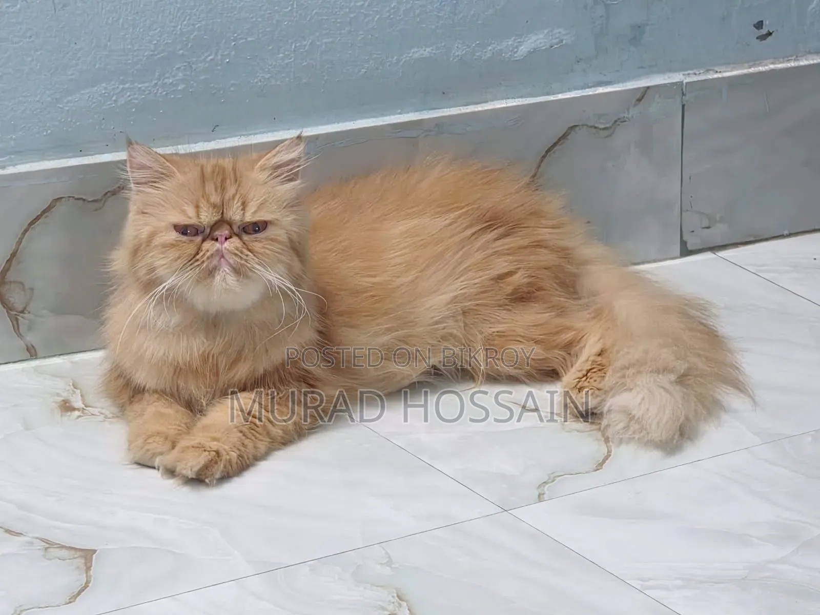 ১+ বছরের ফিমেল পিওরব্রেড এক্সোটিক