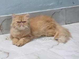 ১+ বছরের ফিমেল পিওরব্রেড এক্সোটিক