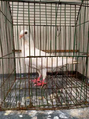 Barb Huma Male