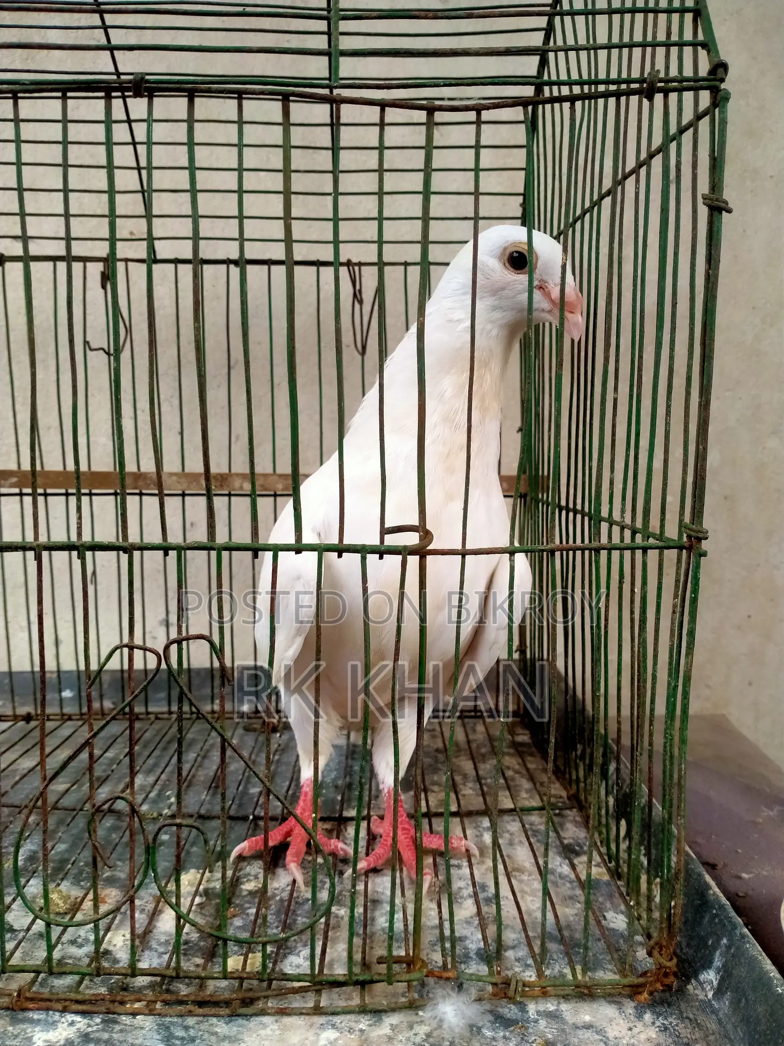 Barb Huma Male