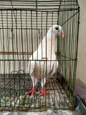 Barb Huma Male