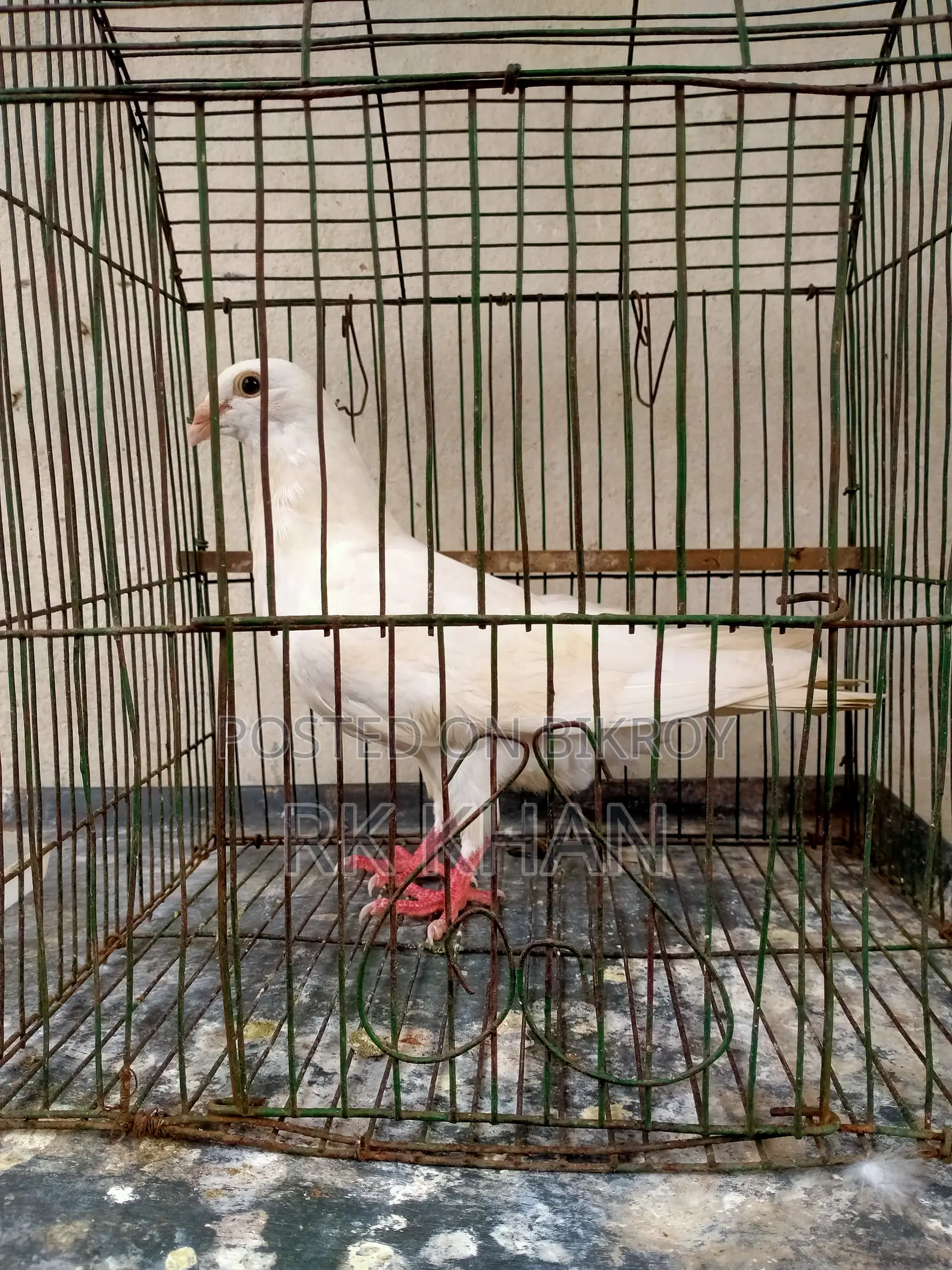 Barb Huma Male