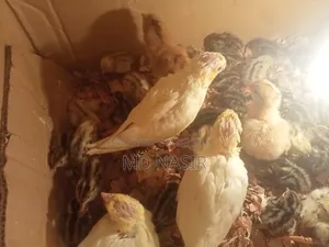 Tame Size Cockatiel Baby