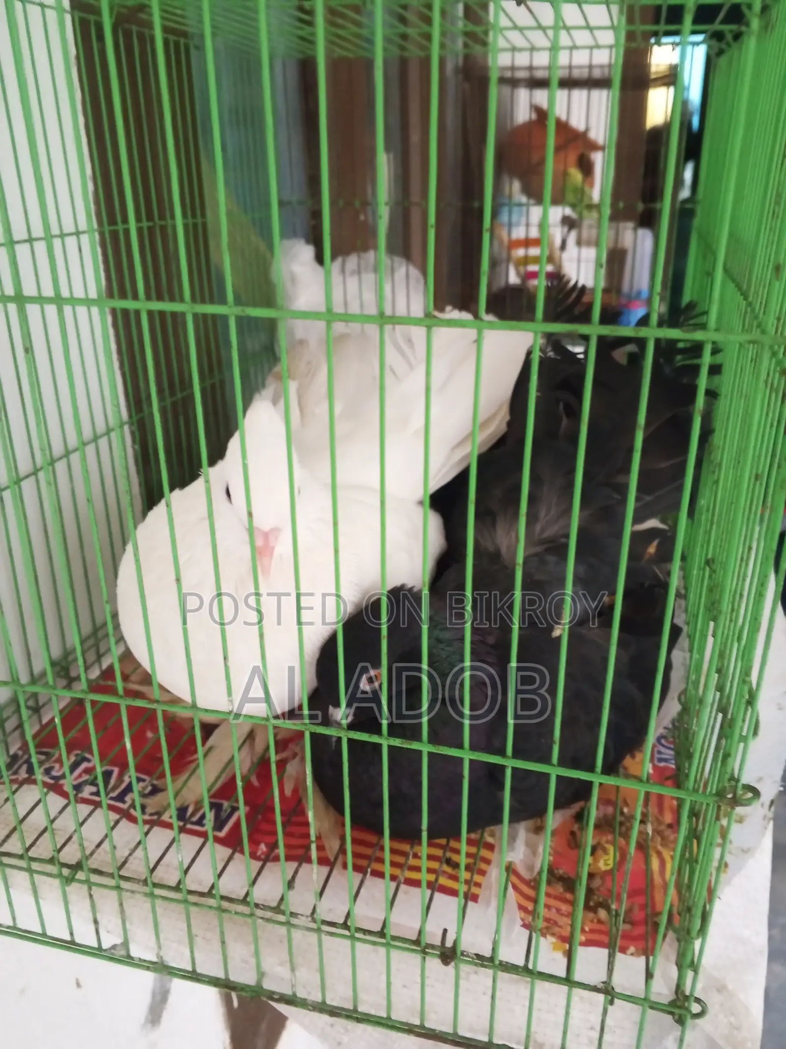 লক্ষা কবুতর