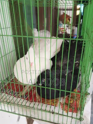 লক্ষা কবুতর