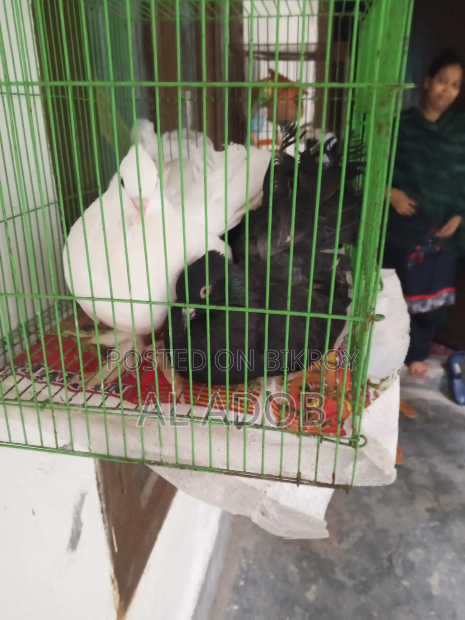 লক্ষা কবুতর