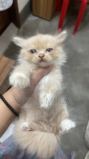 ১-৩ মাসের নর বিশুদ্ধ পার্সিয়ান