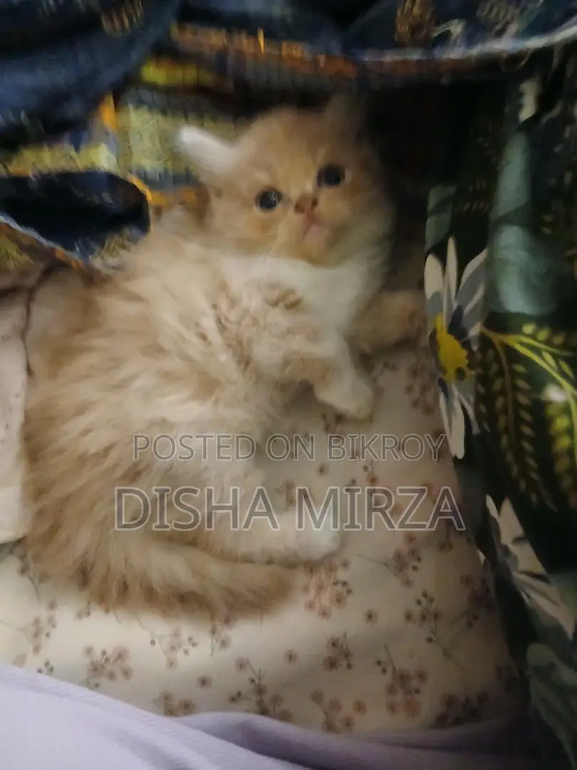 ১-৩ মাসের নর বিশুদ্ধ পার্সিয়ান