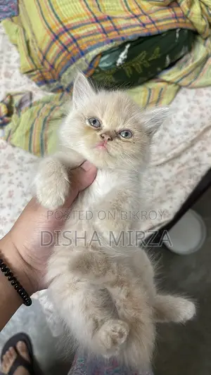 ১-৩ মাসের নর বিশুদ্ধ পার্সিয়ান