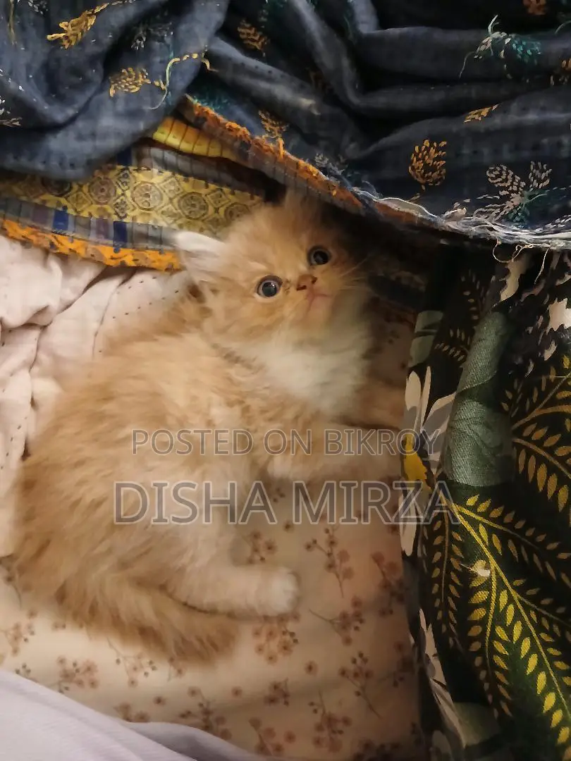 ১-৩ মাসের নর বিশুদ্ধ পার্সিয়ান