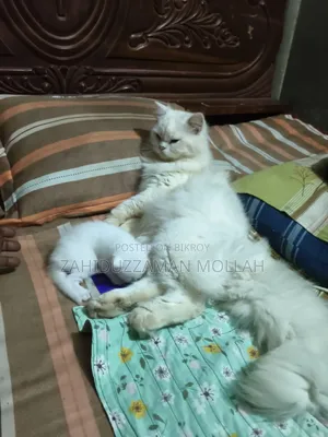 ০-১ মাসের পুরুষ খাঁটি পার্সিয়ান বিড়াল