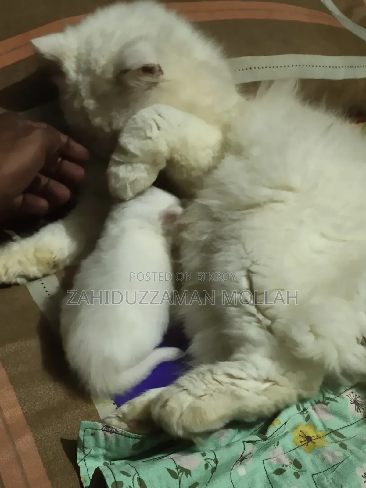০-১ মাসের পুরুষ খাঁটি পার্সিয়ান বিড়াল