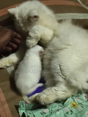 ০-১ মাসের পুরুষ খাঁটি পার্সিয়ান বিড়াল