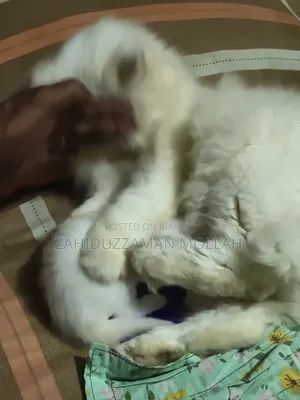 ০-১ মাসের পুরুষ খাঁটি পার্সিয়ান বিড়াল