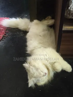 ০-১ মাসের পুরুষ খাঁটি পার্সিয়ান বিড়াল