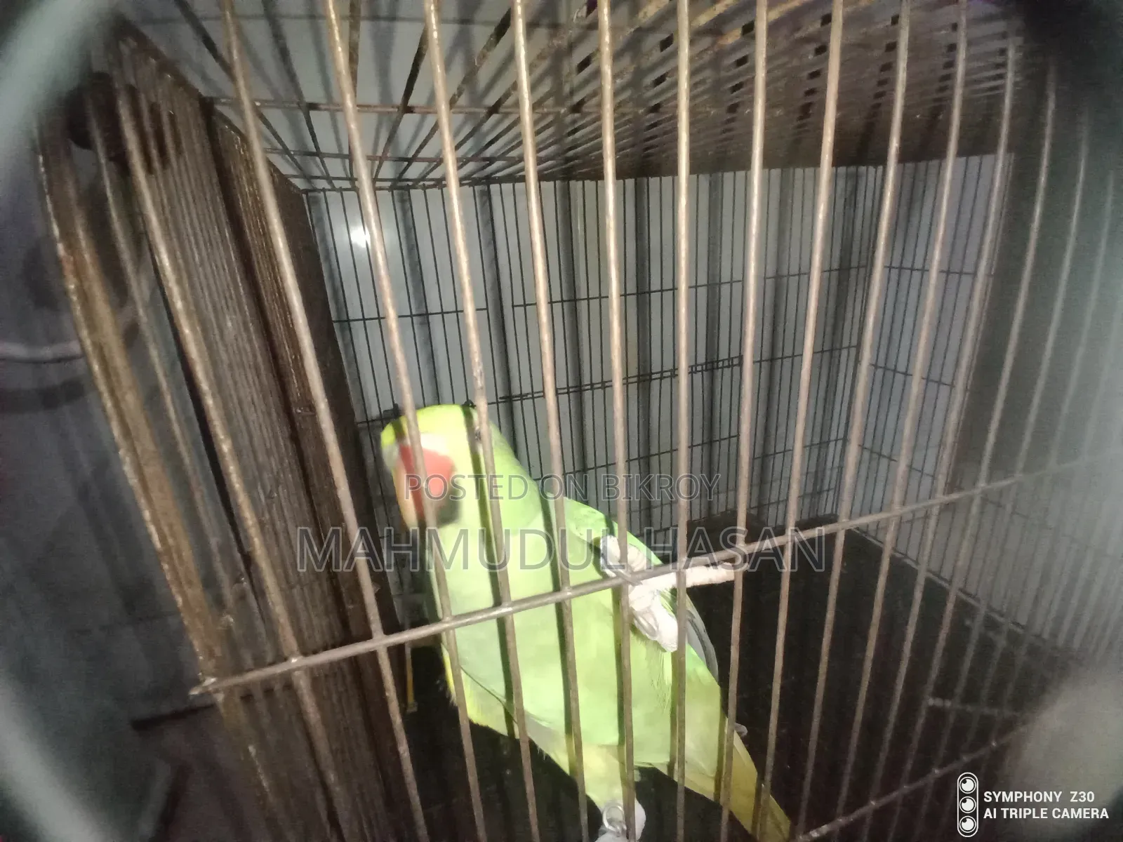 Parrot