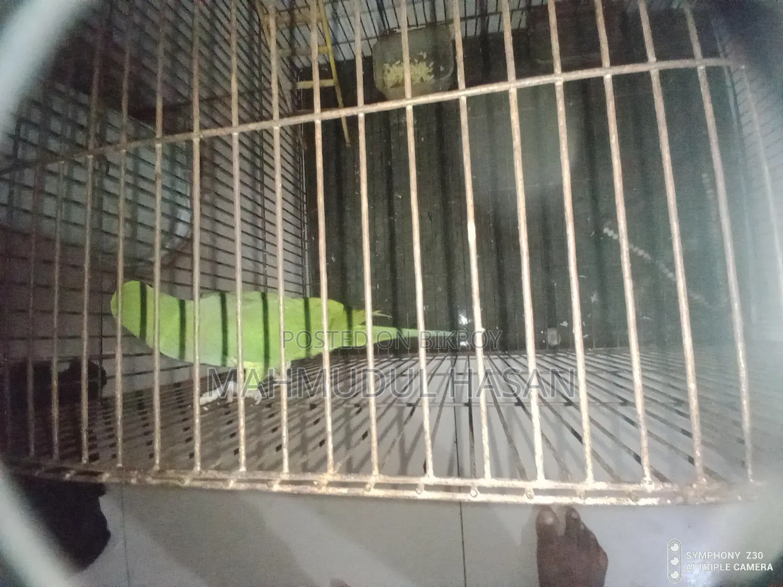 Parrot
