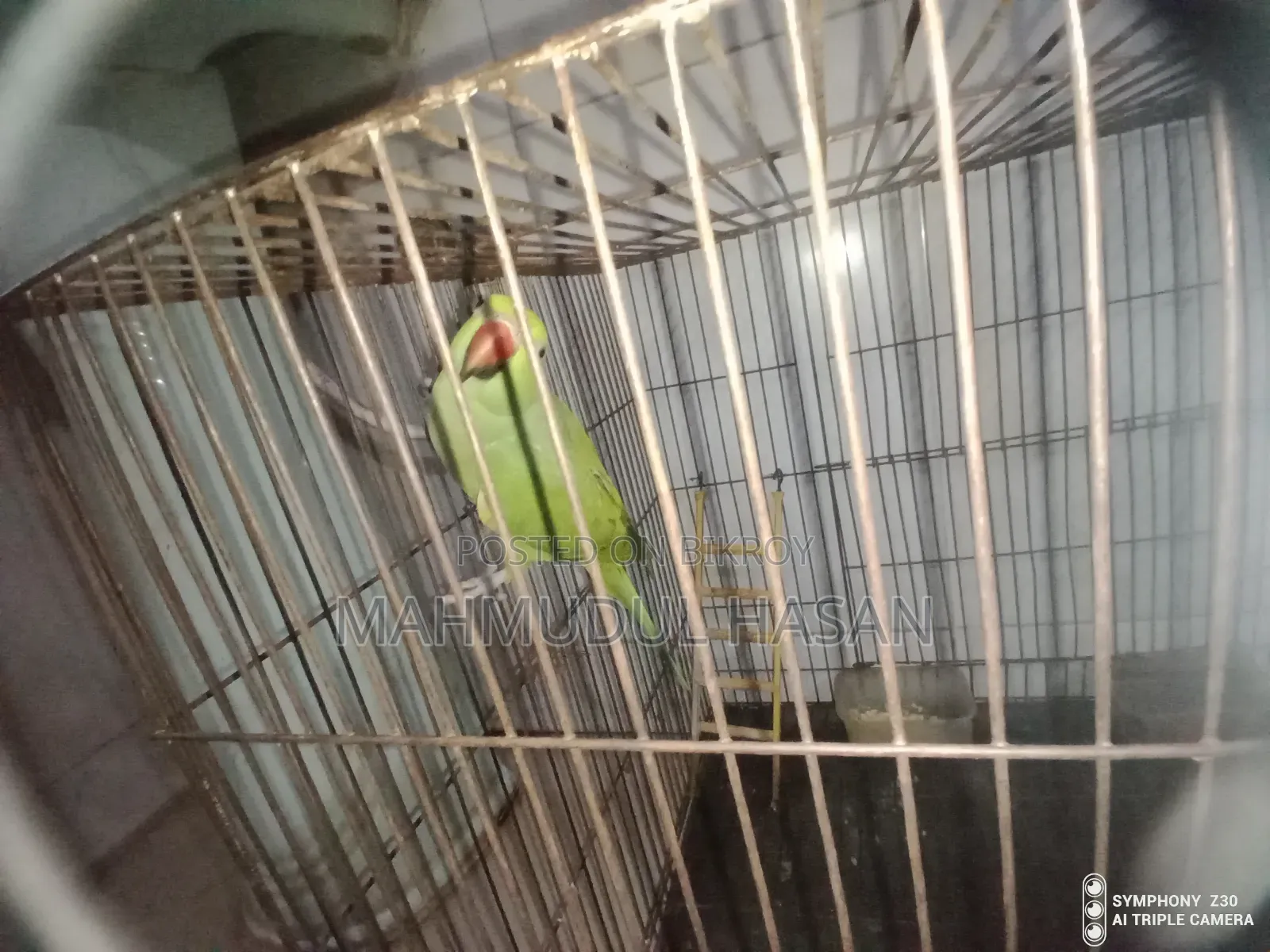 Parrot