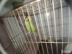 Parrot