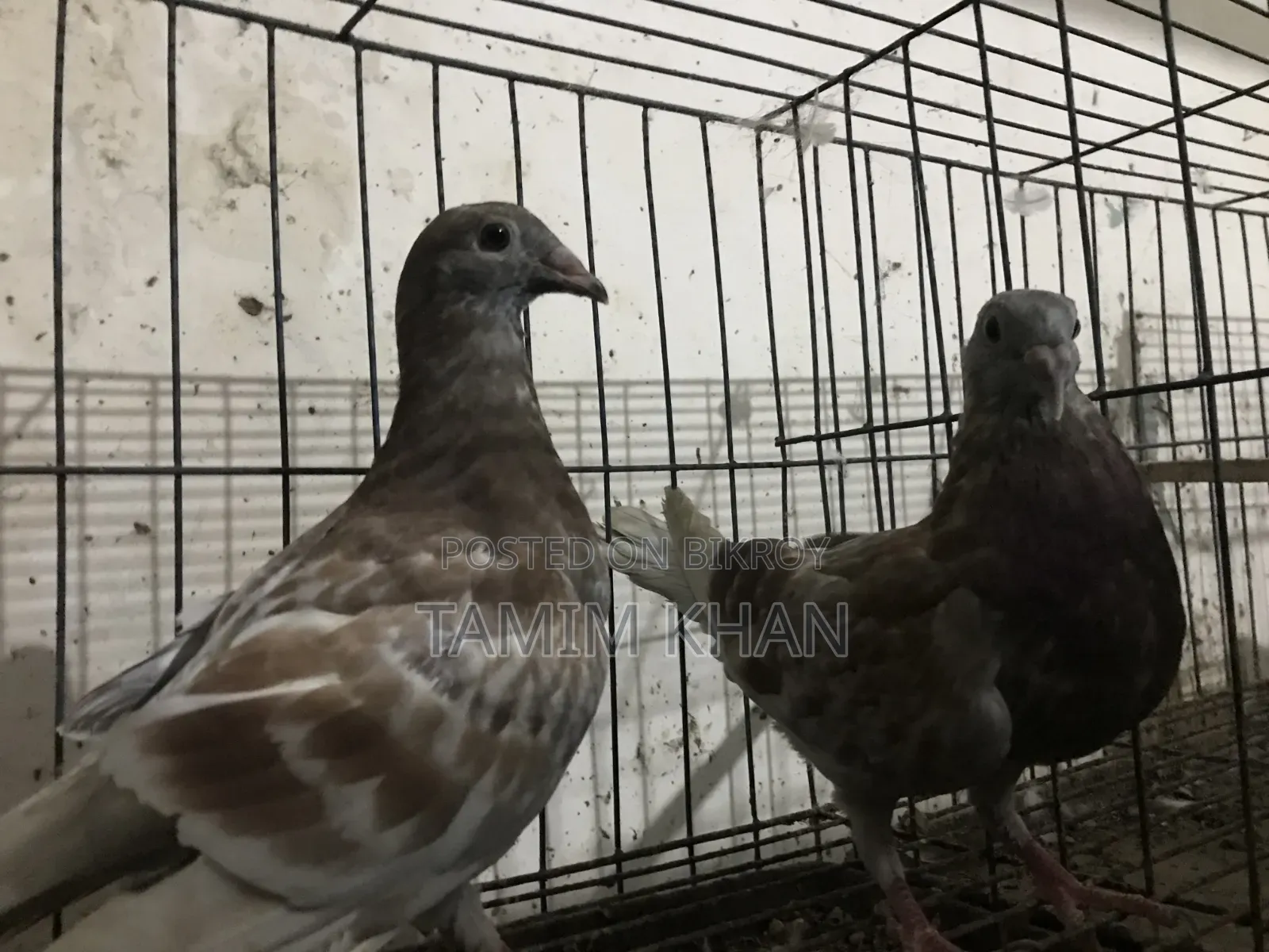 রেডচেকার এক জোড়া