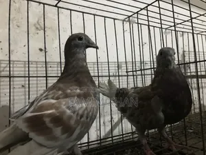 রেডচেকার এক জোড়া