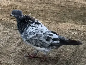 Pigeons for Sell
