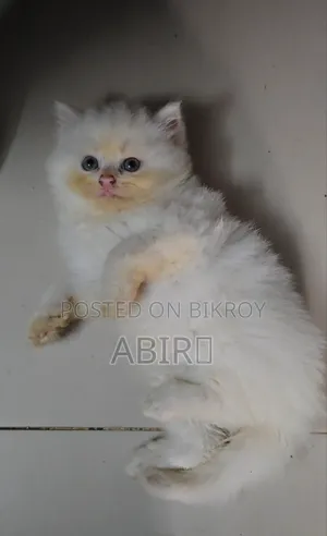 ০-১ মাস বয়সী ফিমেল পিওরব্রেড পার্সিয়ান