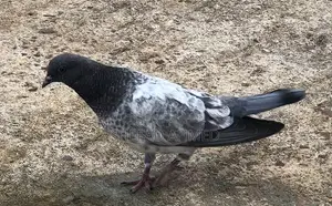 Pigeons for Sell